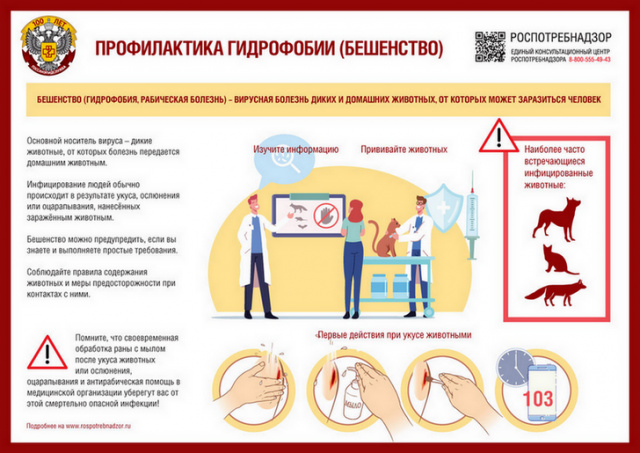 Профилактика бешенства